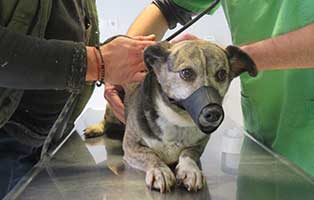 hund-luca-bekescsaba-untersuchung Luca aus dem Tierheim Békéscsaba wurde auf Herzbandwurm untersucht