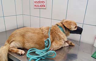 hund-rolly-ungarn-untersuchung Hund Rolly aus Ungarn sollte eingeschläfert werden