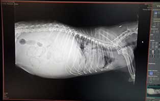 hund-snoby-bekescsaba-roentgenbild Snoby aus dem Tierheim Békéscsaba hat ein Lungenödem