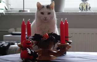 katze-holli-zuhause-gefunden-advent Katze Holly hat sich gut eingelebt
