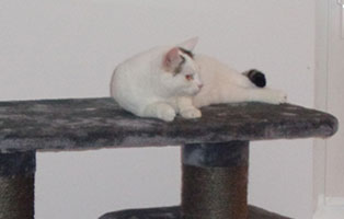 katze-holli-zuhause-gefunden-kratzbaum Katze Holly hat sich gut eingelebt