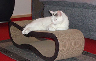 katze-holli-zuhause-gefunden-kratzbrett Katze Holly hat sich gut eingelebt