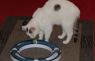 katze-holli-zuhause-gefunden-spielzeug Katze Holly hat sich gut eingelebt