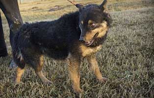 Huendin-Polen-366194-5-Jahre 14 Hunde aus Polen suchen Aufnahmepaten
