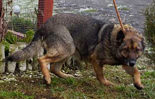 Huendin-Polen-387422-14-Jahre2 14 Hunde aus Polen suchen Aufnahmepaten