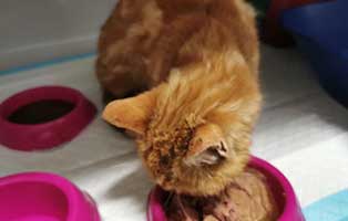 abgemagerte-katze-thueringen-frisst Streunende Katze suchte Hilfe auf Bauernhof