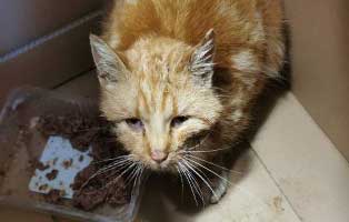 abgemagerte-katze-thueringen-krank Streunende Katze suchte Hilfe auf Bauernhof