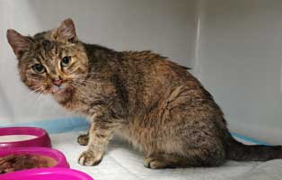 feuerwehreinsatz in sömmerda