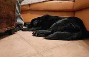 hund-ari-zuhause-gefunden-couch-1 Arie aus einem polnischen Tierheim hat endlich ein Zuhause