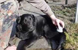 hund-ari-zuhause-gefunden-kuschelt Arie aus einem polnischen Tierheim hat endlich ein Zuhause