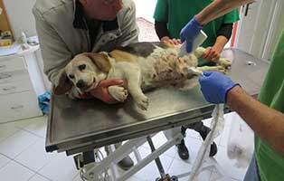 hund-beagle-weiblich-fundtier-bekescsaba-tisch Bei Kastration riesiger Tumor entdeckt