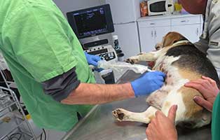 hund-beagle-weiblich-fundtier-bekescsaba-ultraschall Als Gebärmaschine missbraucht und dann in der Pampa entsorgt