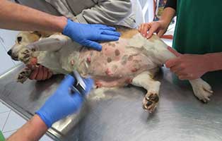 hund-beagle-weiblich-fundtier-bekescsaba-untersuchung Als Gebärmaschine missbraucht und dann in der Pampa entsorgt