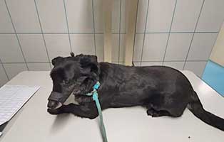 hund samli dackelmix rippenfellentzündung