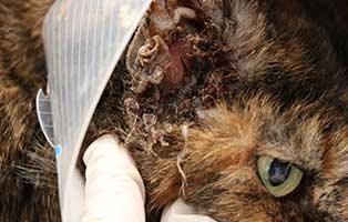 katze-mascha-tumor-ohr-trichter-ohr Beschlagnahmung zum Wohle der Tiere