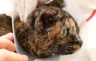 katze-mascha-tumor-ohr-trichter Beschlagnahmung zum Wohle der Tiere