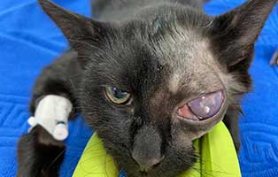 katze-thueringen-augenoperation-auge Katze aus Thüringen brauchte eine Augenoperation