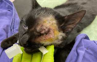 katze-thueringen-augenoperation-operiert Katze aus Thüringen brauchte eine Augenoperation