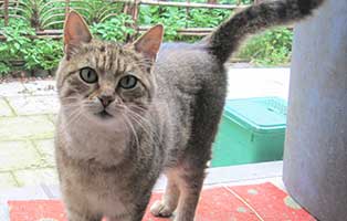 patentier-katze-ama Aama (OK005/18)