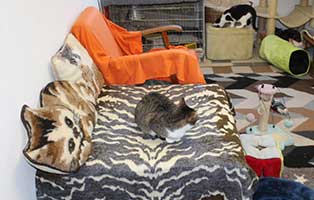 renovierung-katzenzimmer2-bekescsaba-katze Gibt es nicht genügend Tiere in unseren Tierheimen?