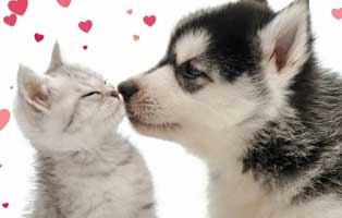 valentinstags-beitragsbild-hund-katze-schmusen Tierschutzliga Spendenbox zum Basteln