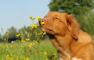 Pollenallergie-BEITRAG-314x200px Ein Tierheimhund zieht ein