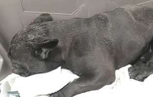 bulldogge-emir-bekescsaba-autounfall Gibt es nicht genügend Tiere in unseren Tierheimen?
