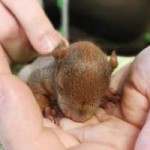 eichhoernchenbaby-unterkuehlt-gerettet-hand-150x150 Eichhörnchenbaby total unterkühlt in Mauseloch gefunden