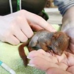 eichhoernchenbaby-unterkuehlt-gerettet-schläft-150x150 Eichhörnchenbaby total unterkühlt in Mauseloch gefunden
