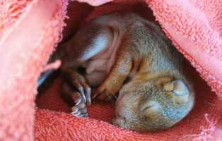 eichhoernchenbaby unterkühlt gerettet