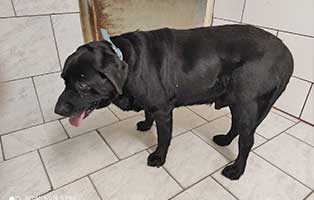fundhund-H051-21-tierschutzliga-dorf Fundhund H051/21 vom 11.3.2021 aus 03103 Neupetershain