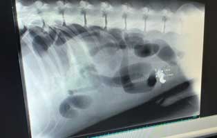 hund-lex-darmperforation-knochen-roentgenbild Große Sorge um Lex - Fremdkörper Verdacht im Darm - Heute OP