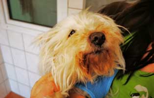 hund-willi-abgegeben-vernachlaessigt-gesicht 14-jähriger Hund einfach entsorgt