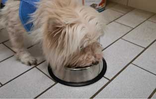 hund-willi-abgegeben-vernachlaessigt-hunger 14-jähriger Hund einfach entsorgt