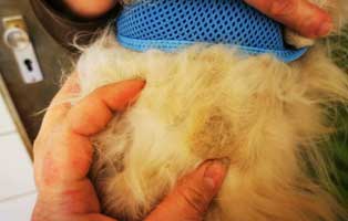 hund-willi-abgegeben-vernachlaessigt-knubbel 14-jähriger Hund einfach entsorgt