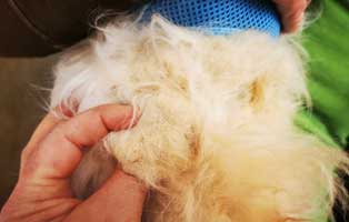 hund-willi-abgegeben-vernachlaessigt-verfilzt 14-jähriger Hund einfach entsorgt