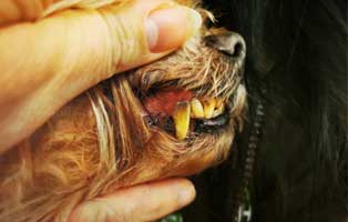 hund-willi-abgegeben-vernachlaessigt-zaehne 14-jähriger Hund einfach entsorgt