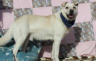 jund-loko-krank-epilepsie Hund Loko aus Békéscsaba hat gesundheitliche Probleme
