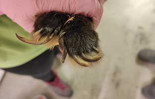 kaninchen-ping-pong-verwahrlost-krallen-lang Das stille Leiden der Kleintiere im Kinderzimmer