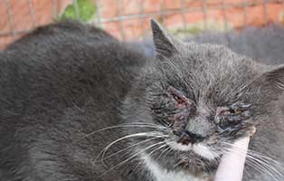 kater-kope-augenprobleme-krank Gibt es nicht genügend Tiere in unseren Tierheimen?
