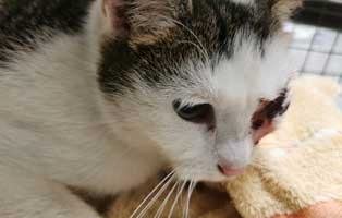 katze-uschi-thueringen-augenoperation-auge Katze Uschi wurde ein Auge entfernt