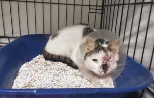 katze-uschi-thueringen-augenoperation-trichter Katze Uschi wurde ein Auge entfernt