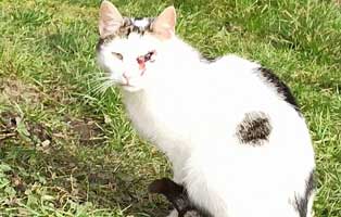 katze-uschi-thueringen-augenoperation Katze Uschi wurde ein Auge entfernt