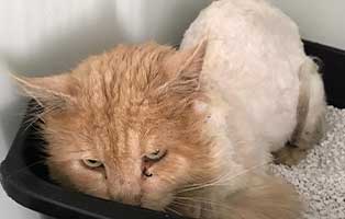 katzenfangaktion-bueckeburg-verfilzte-katze-geschoren Zwölf unkastrierte Katzen müssen weg