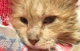 katzenfangaktion-bueckeburg-verfilzte-katze-gesicht Zwölf unkastrierte Katzen müssen weg