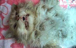 katzenfangaktion-bueckeburg-verfilzte-katze Zwölf unkastrierte Katzen müssen weg