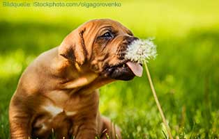 ratgeber-hunde-pollen-heuschnupfen Zahnpflege beim Hund