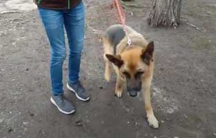 Schäferhund aaron alt und abgeschoben