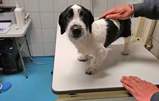 hund-heinz-krumme-beine-schaut Heinz bekam gute Nachrichten vom Tierarzt