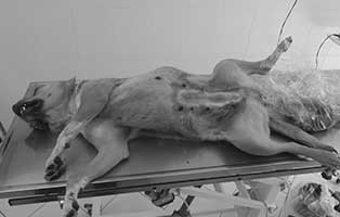 hund-kastra-tumor-bekescsaba-tisch Bei Kastration riesiger Tumor entdeckt